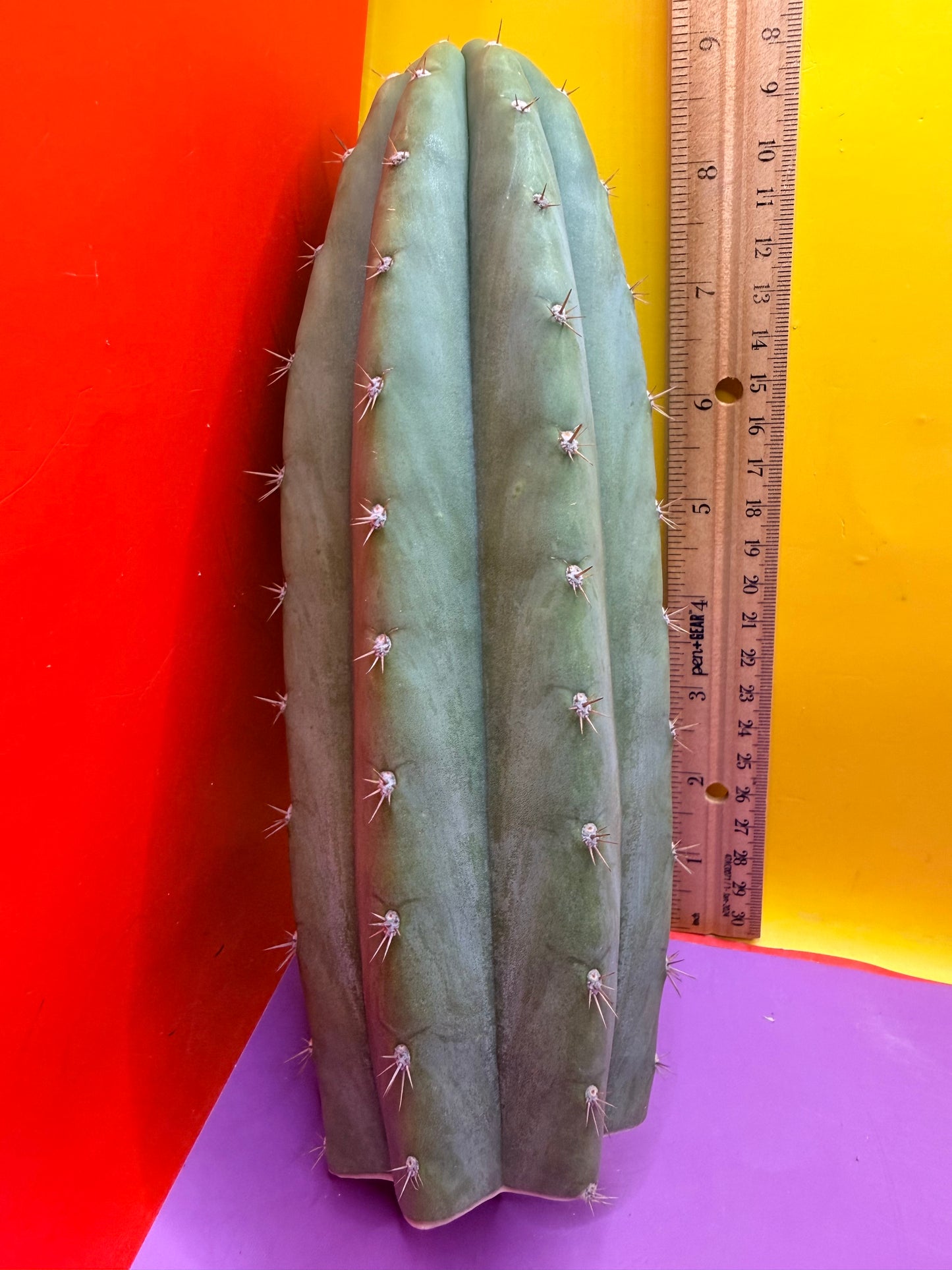 Cool San Pedro Cactus !