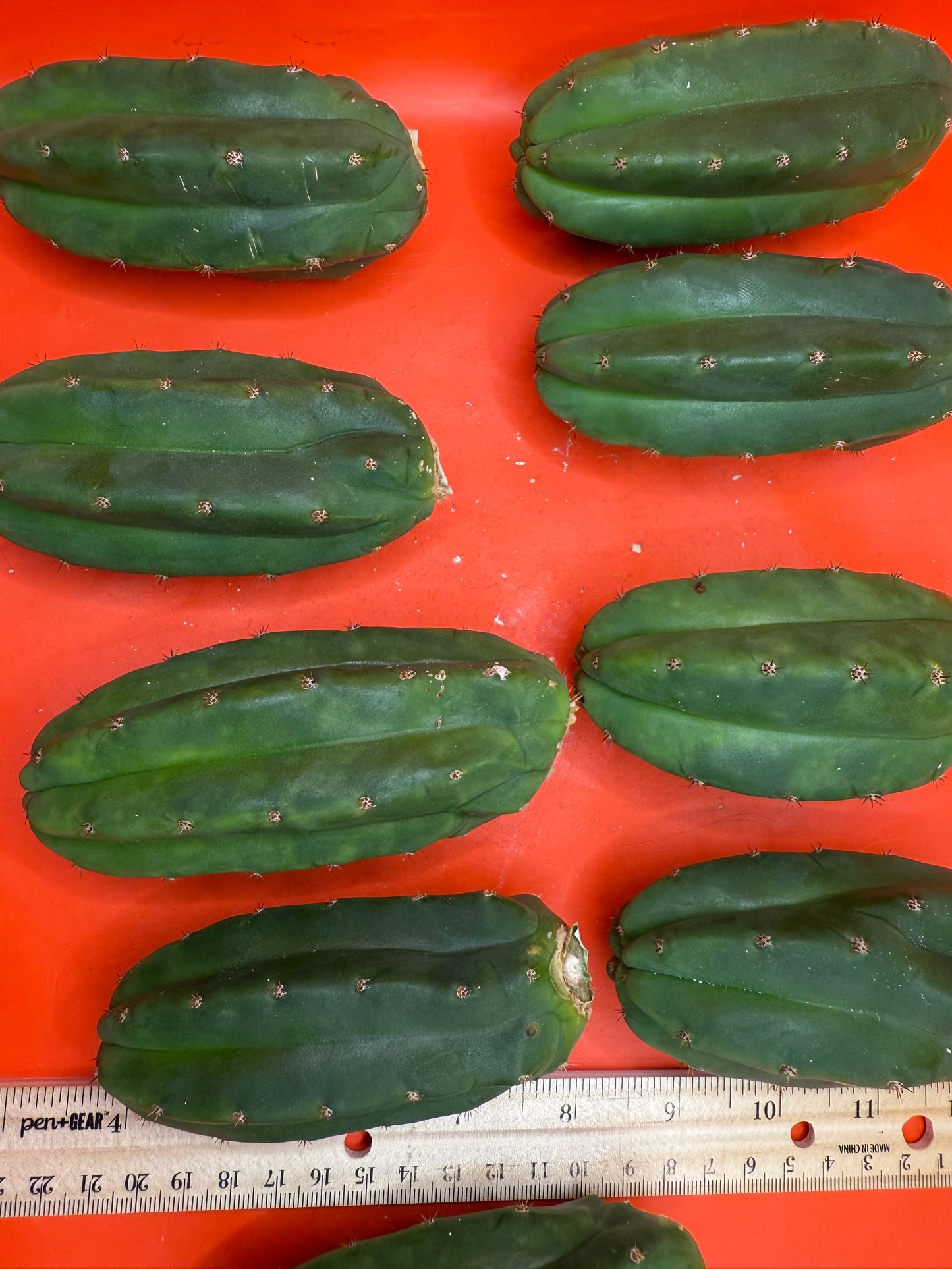 Extra Small 3”-5” San Pedro Cactus ! Fresh cut to order