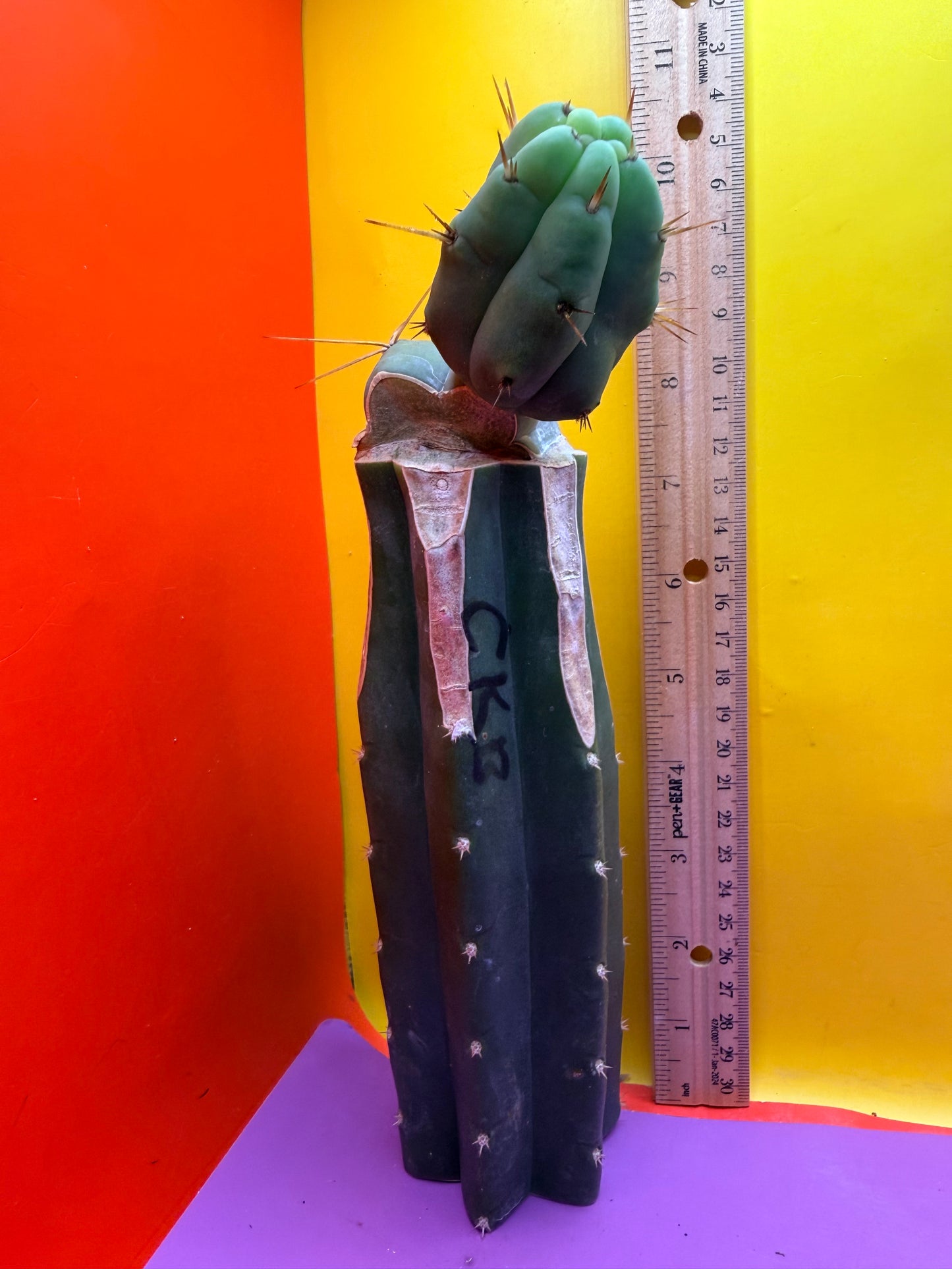 Cactus Kate Bridgesii Graft