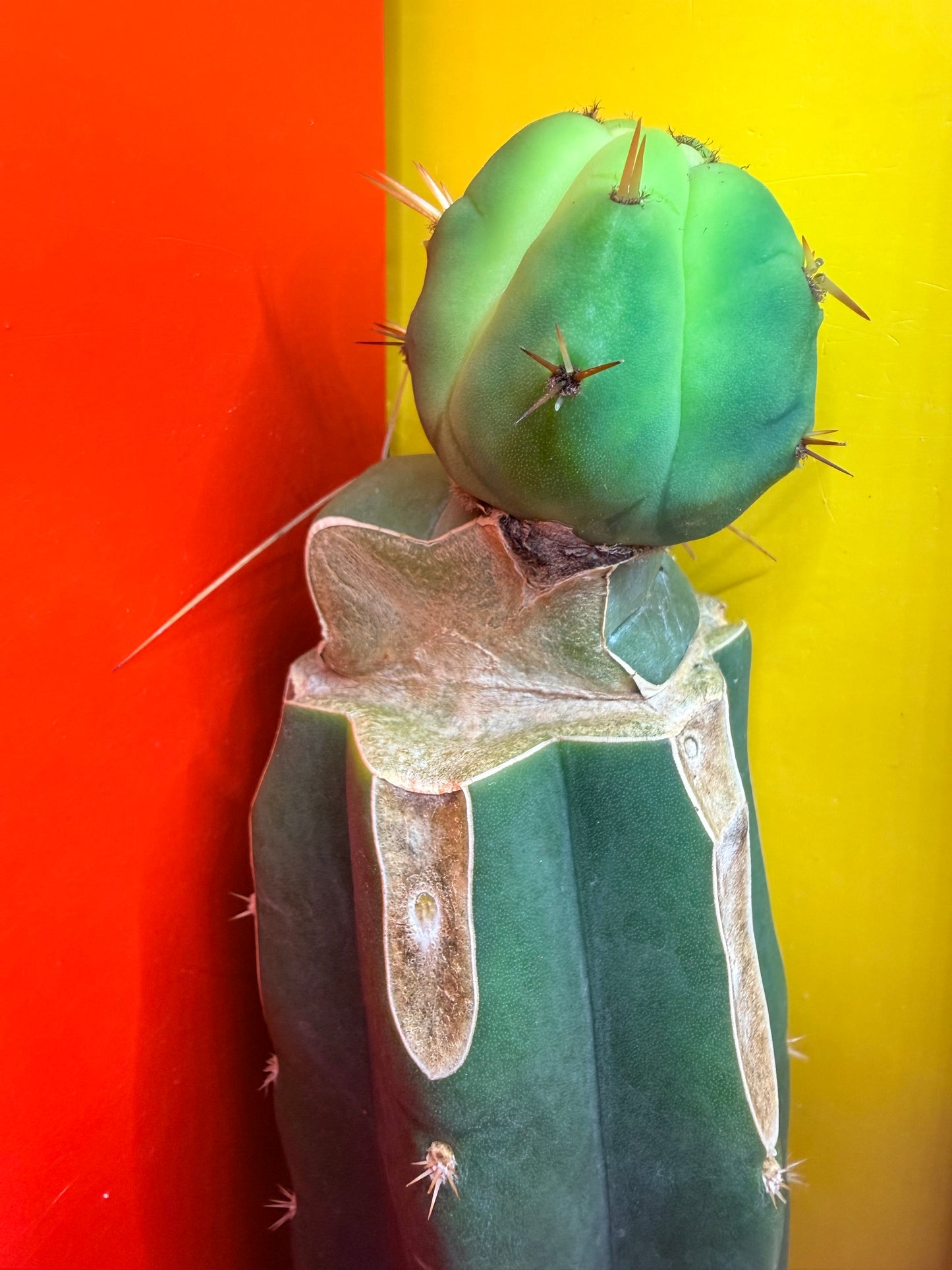Cactus Kate Bridgesii Graft