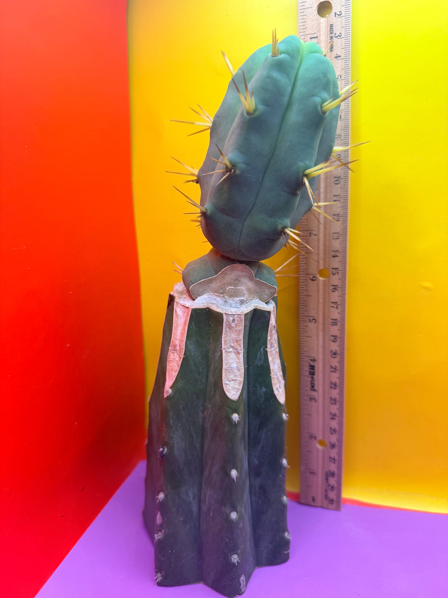 “Jimzz twin spines” grafted cactus