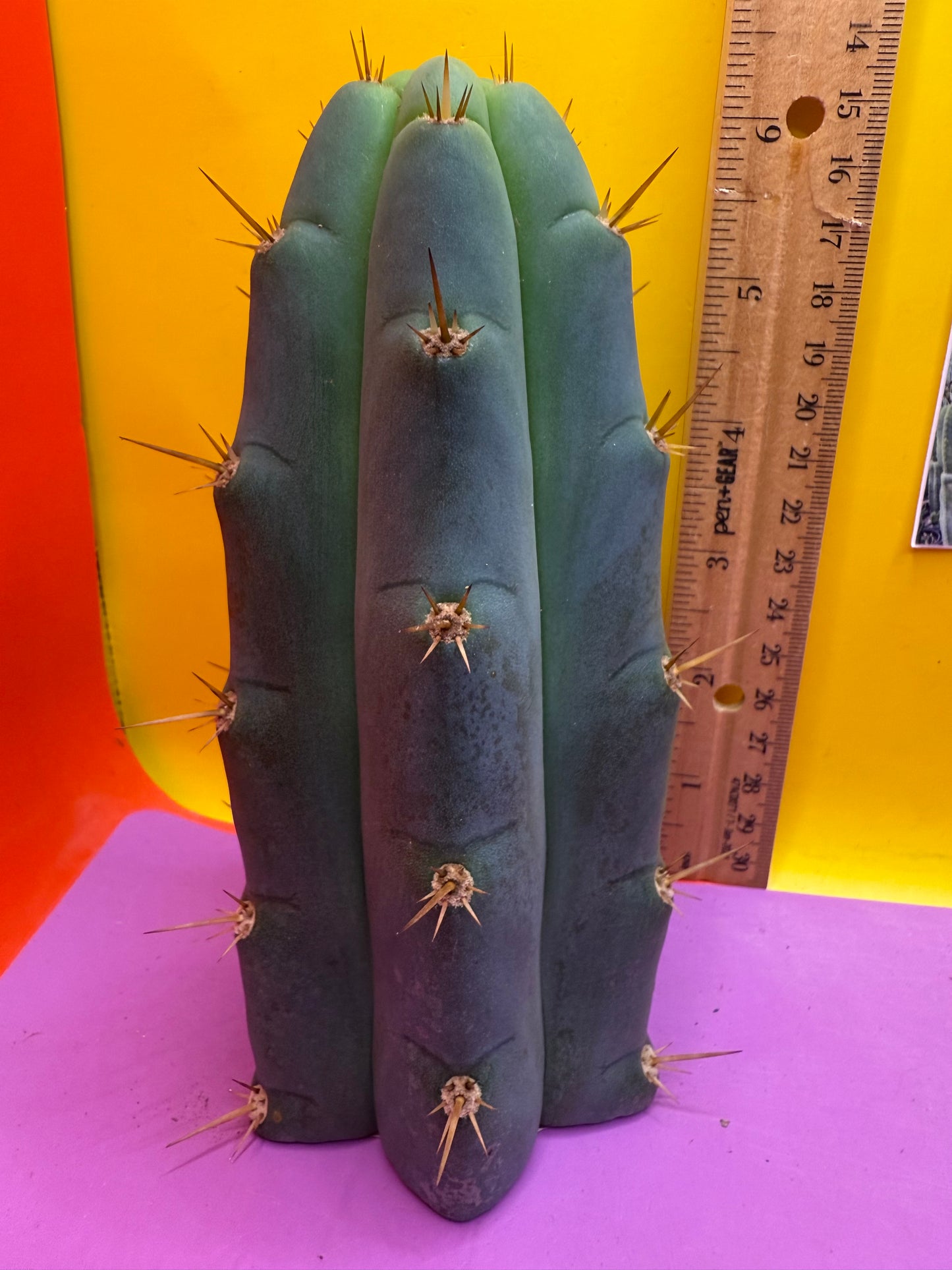 Trichocereus Bridgesii SS02 O.P. !