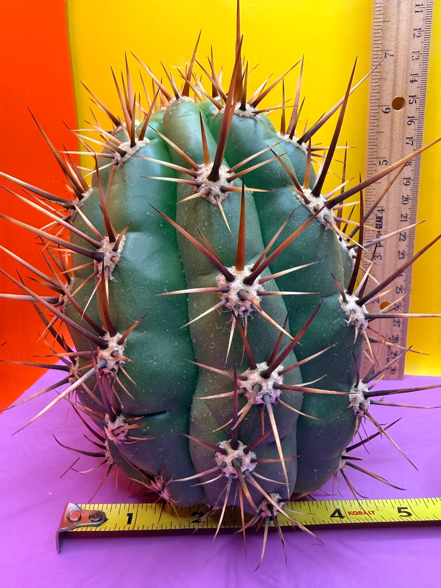 Trichocereus Tacaquirensis 🌶️🌶️