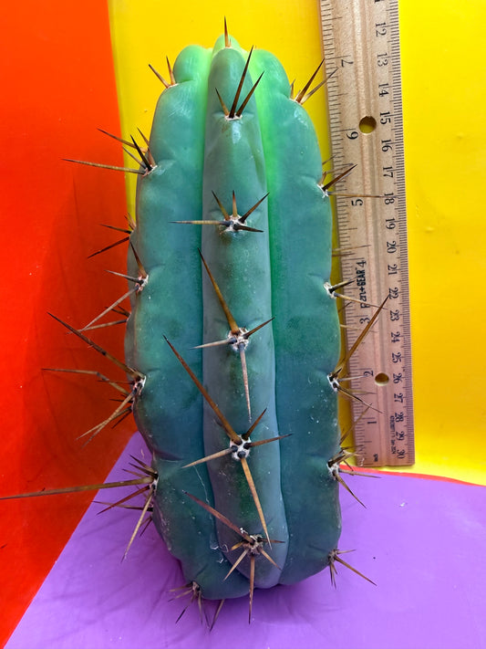 PALA  ! This exact cactus cutting of trichocereus