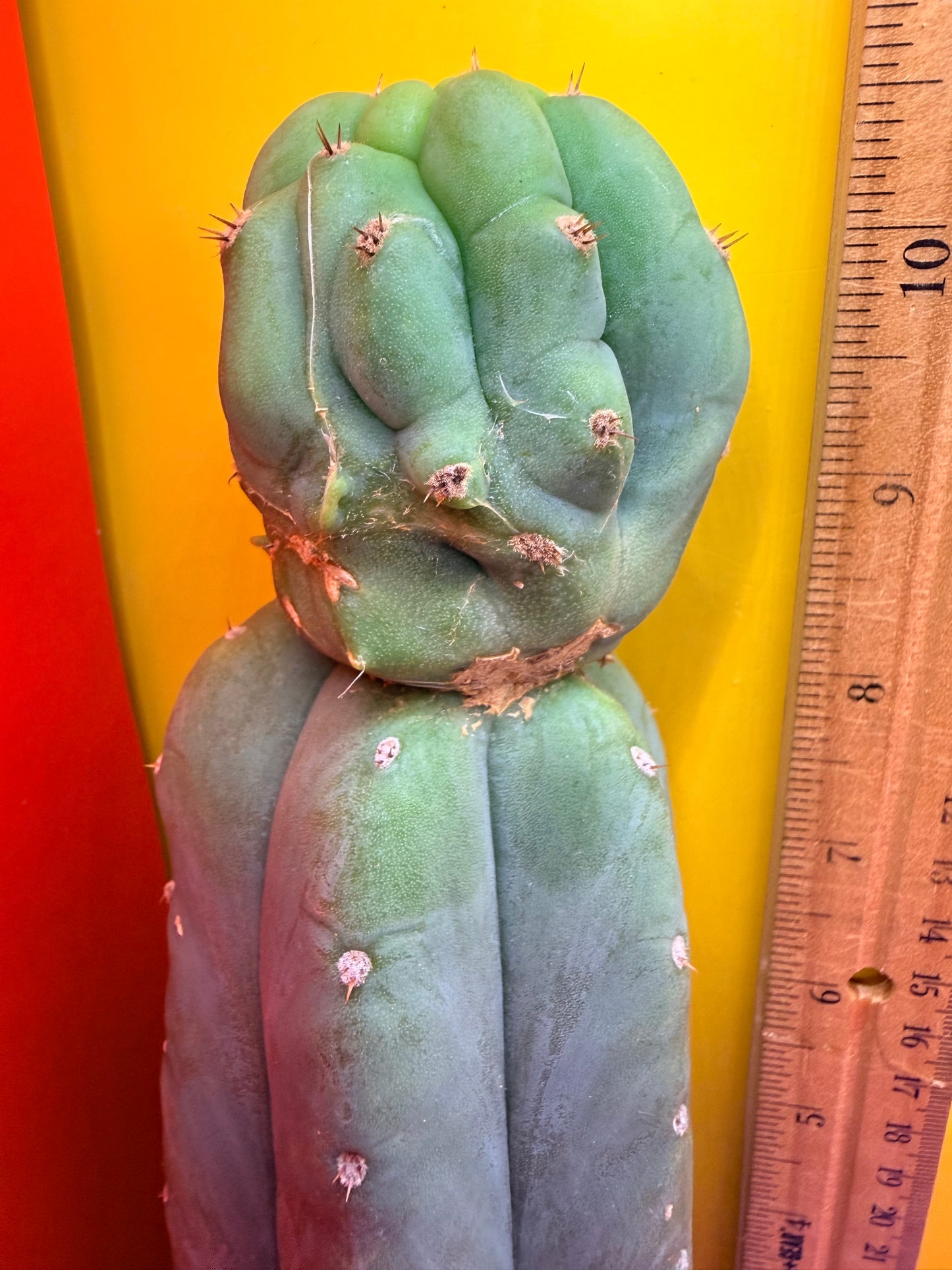 “CAHUILLA” !