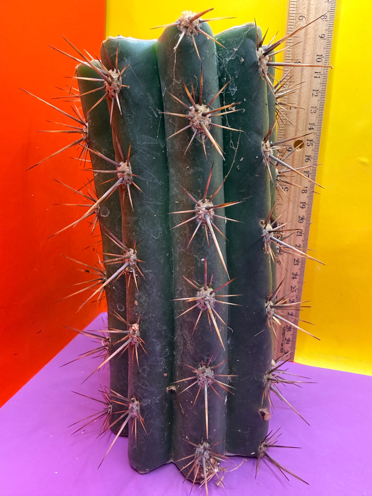Trichocereus Tacaquirensis 🌶️🌶️