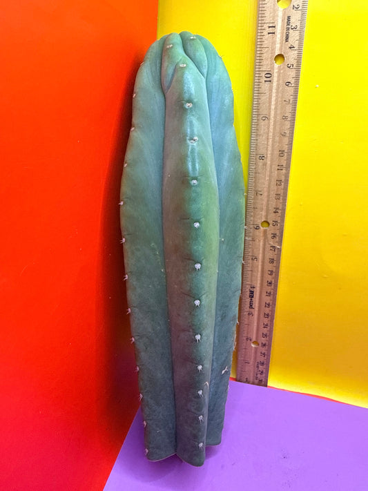 “CAHUILLA” !!!!