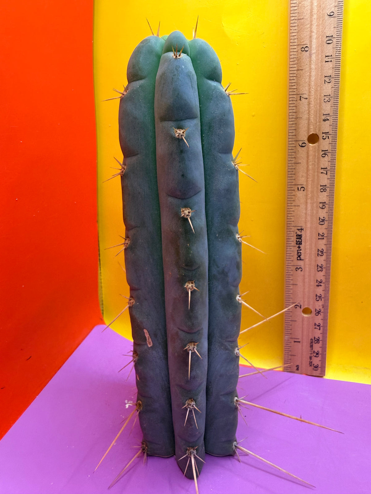 Kimura’s Spiny Giant X SS02