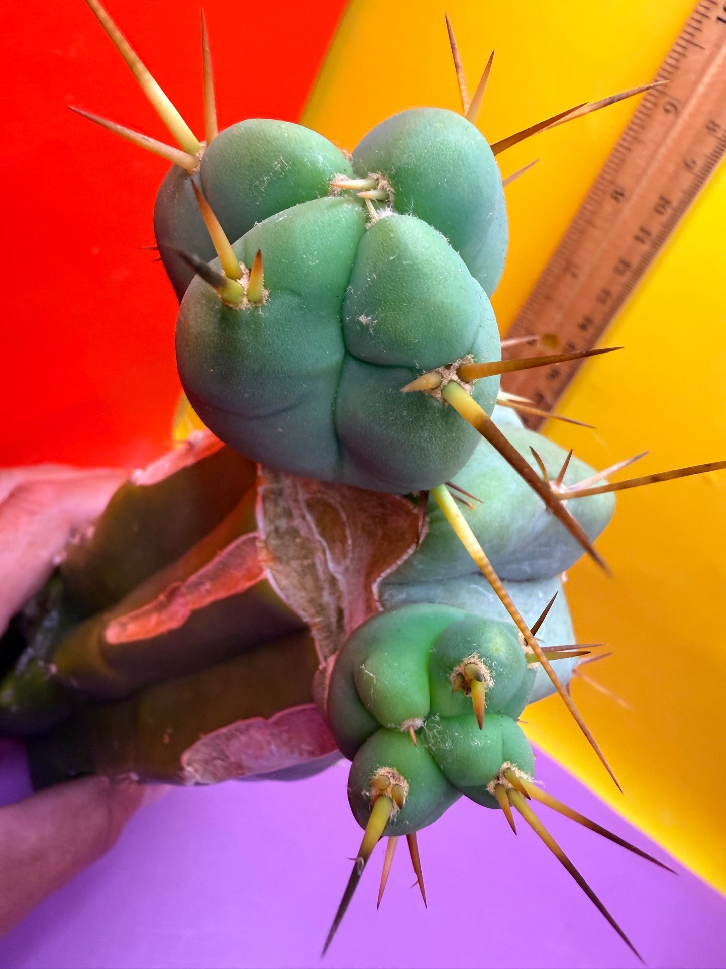 EL SERPIEÑTE Double pup Graft!
