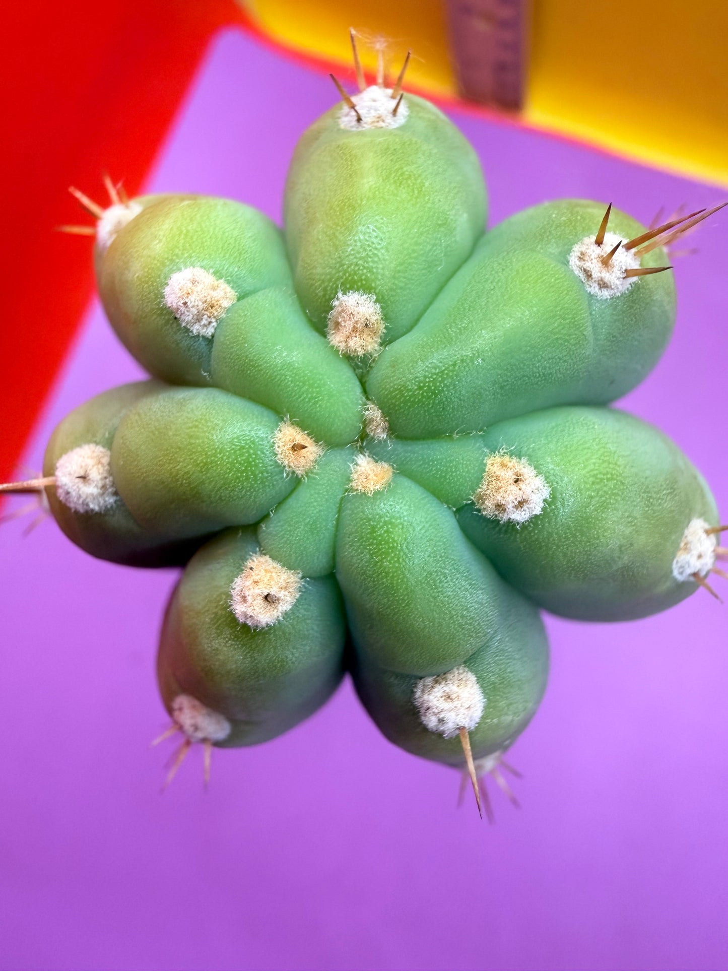 Cool San Pedro Cactus !