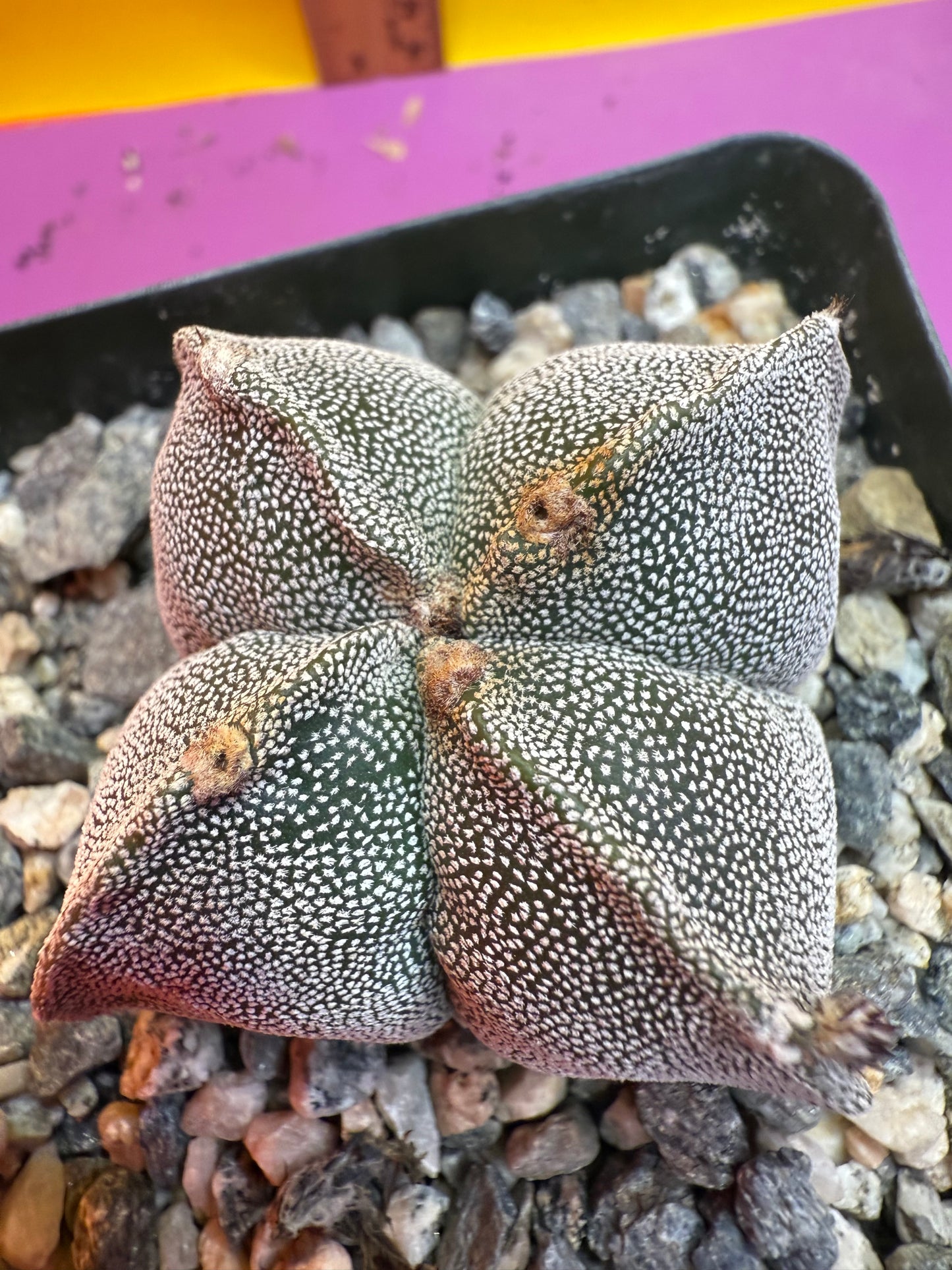 Astrophytum