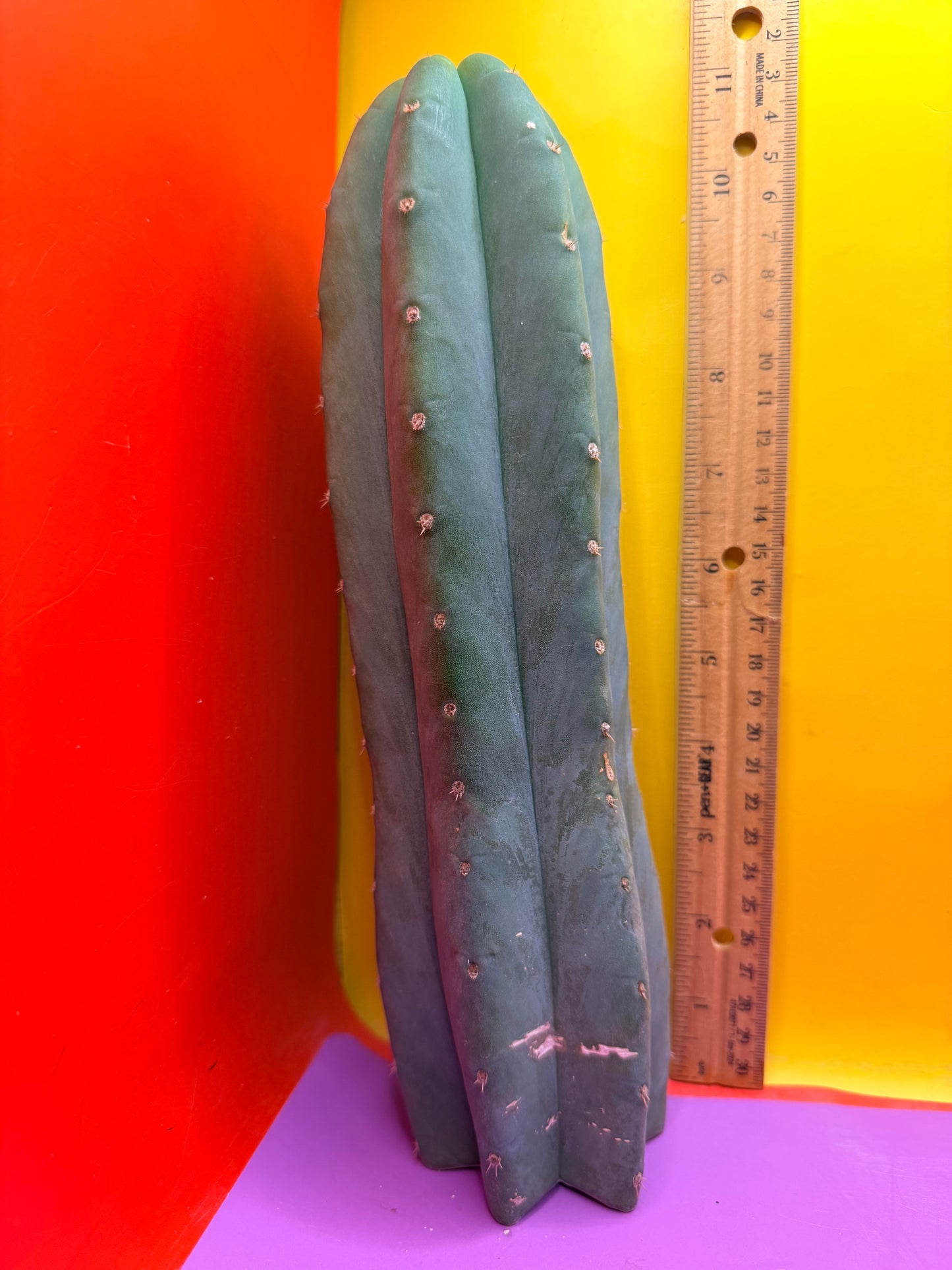 Cahuilla  !