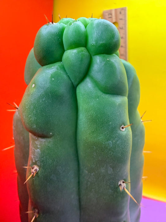 Monstrose San Pedro cactus - TPM !