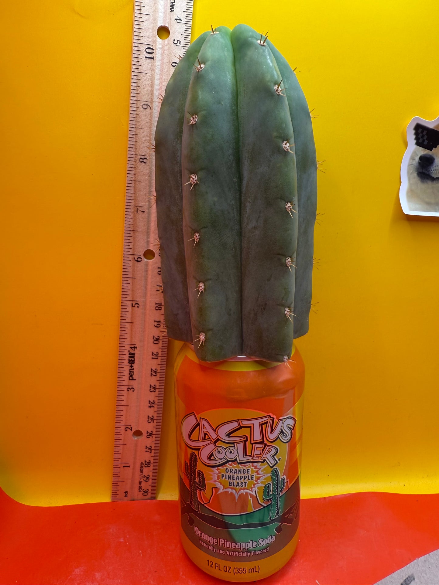 Jacks Juuls JJ  O.P. “Type-A” cactus cutting JJOP