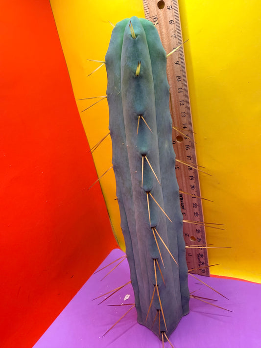 Jiimz Twin spine 4 wind - this exact one pictured