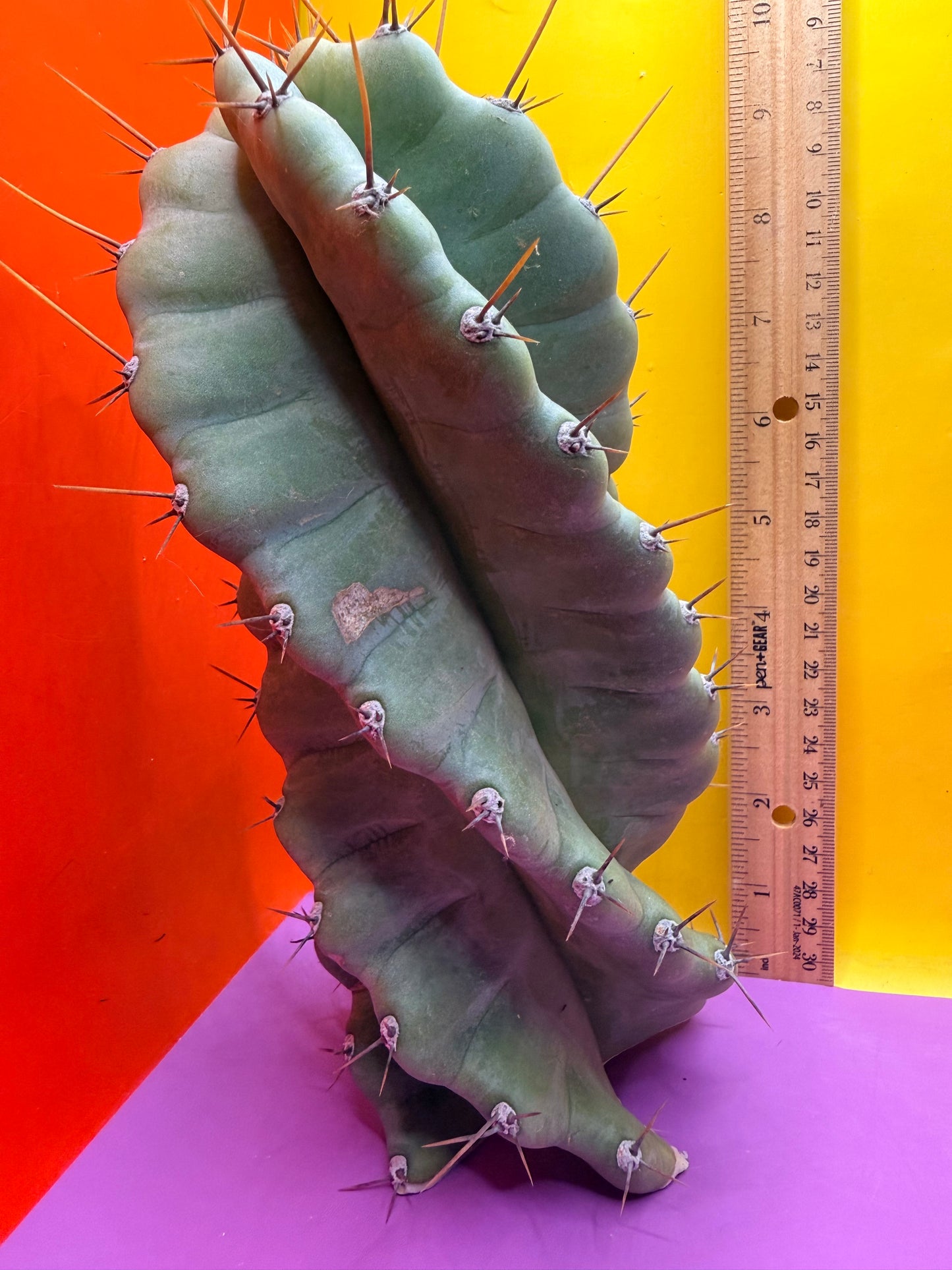 SPIRAL 🌀 CACTUS 🌵!!!