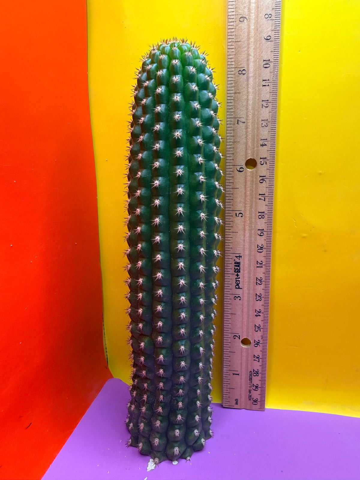 Trichocereus Brevispinulosus