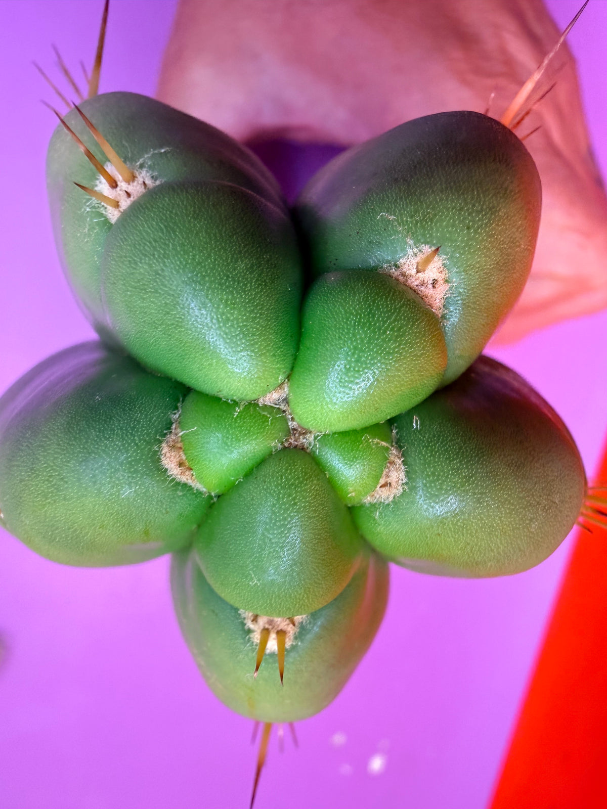 “DON HUAN” Fat huanucoensis over 3” thic !!!