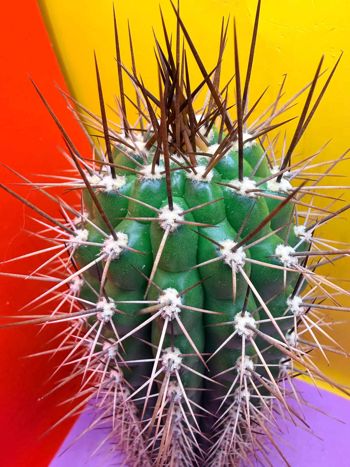 Trichocereus thelegonus