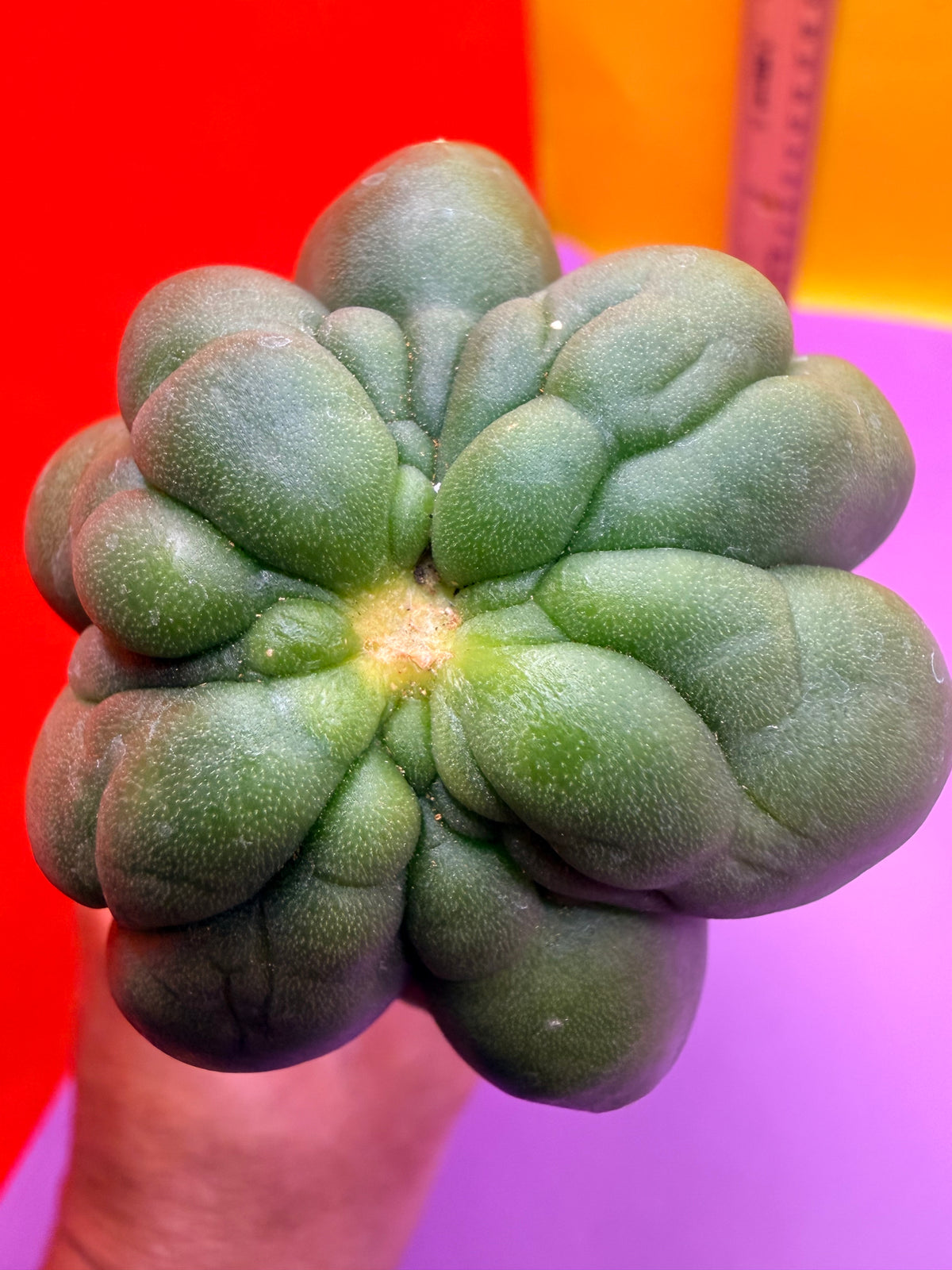 Monstrose San Pedro cactus - TPM !