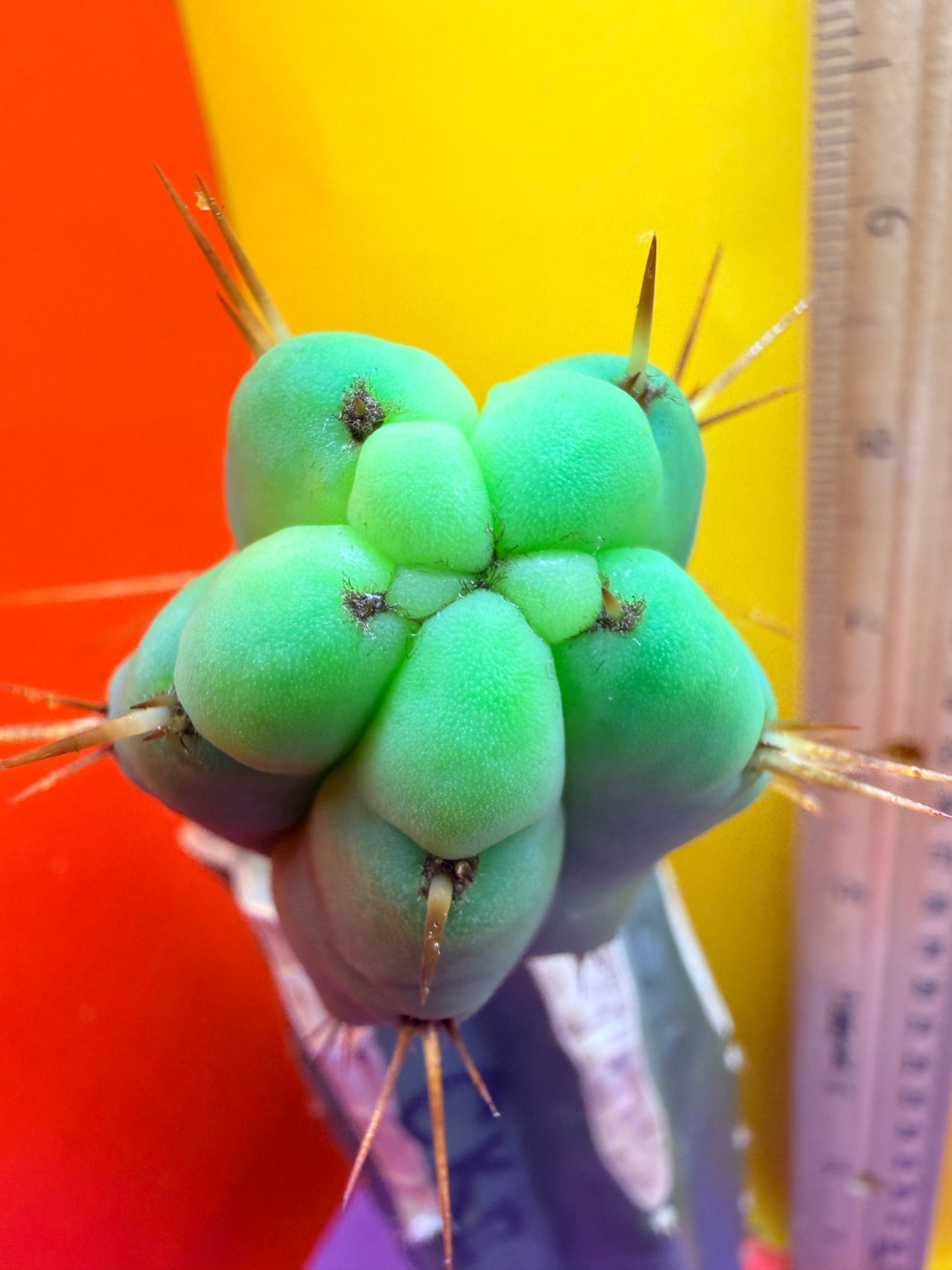 Cactus Kate Bridgesii Graft
