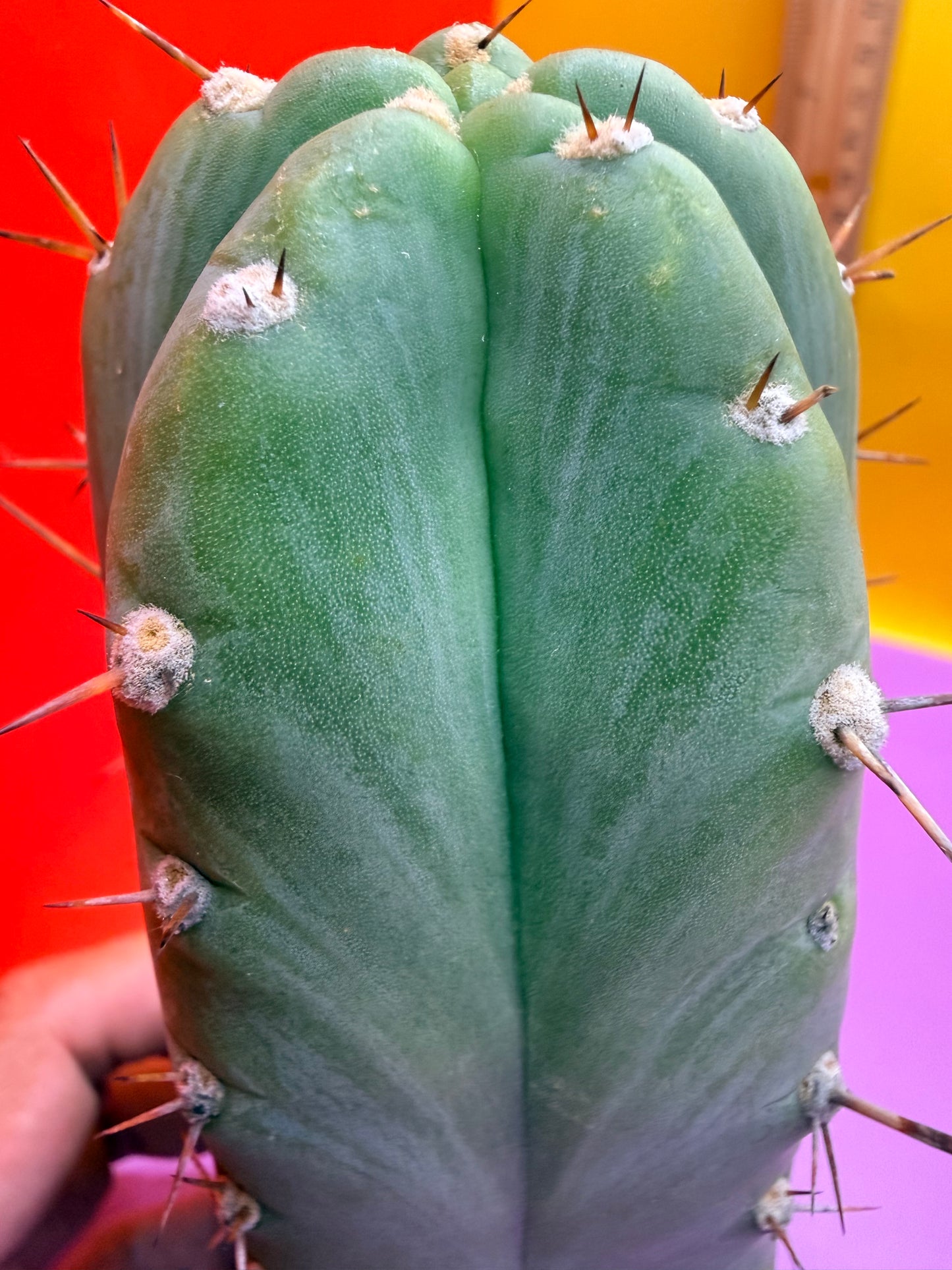 Gorgeous pattern