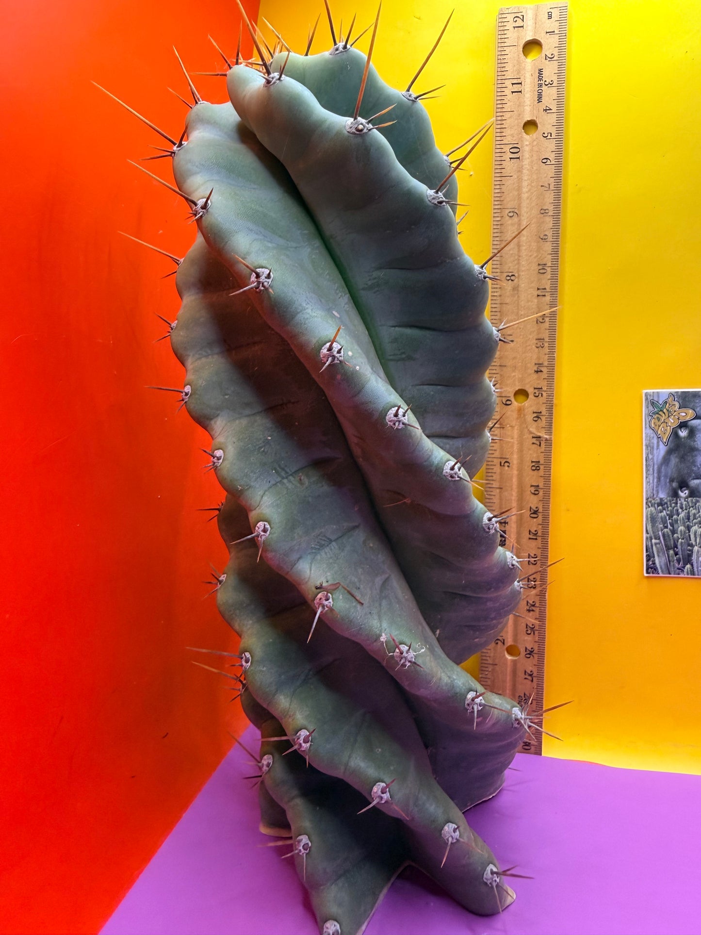 SPIRAL 🌀 CACTUS 🌵!!!