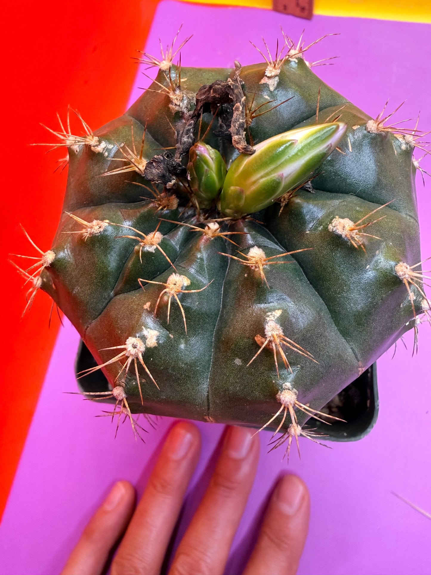 Gymnocalycium
