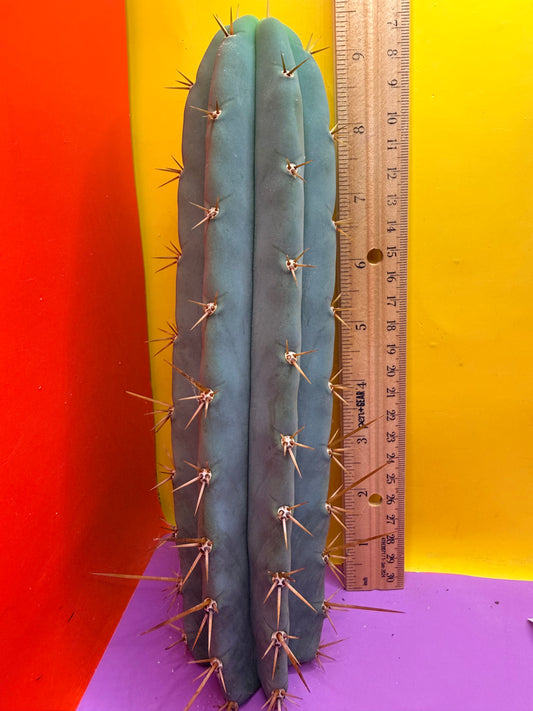 TIG X YOWIE- SAN pedro cactus