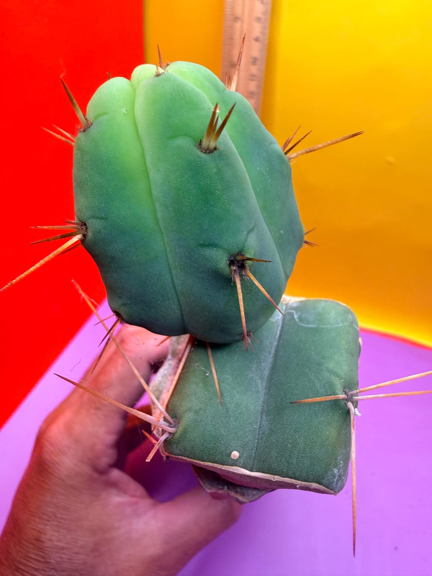 Cactus Kate Bridgesii Graft