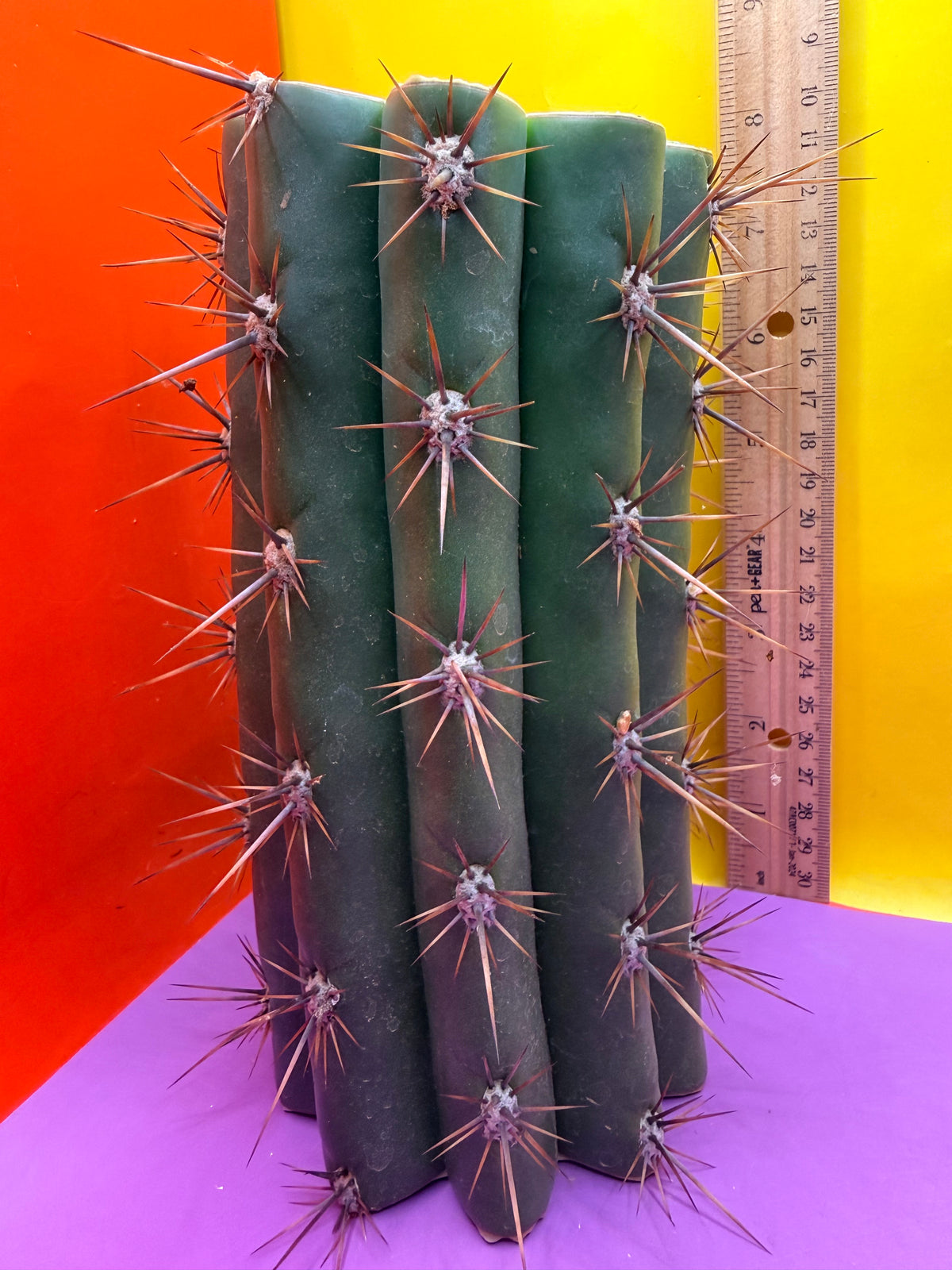 Trichocereus Tacaquirensis 🌶️🌶️