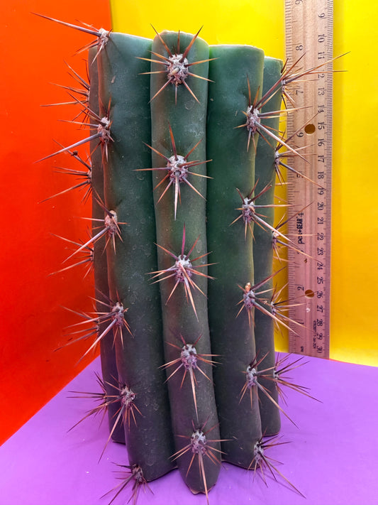 Trichocereus Tacaquirensis 🌶️🌶️