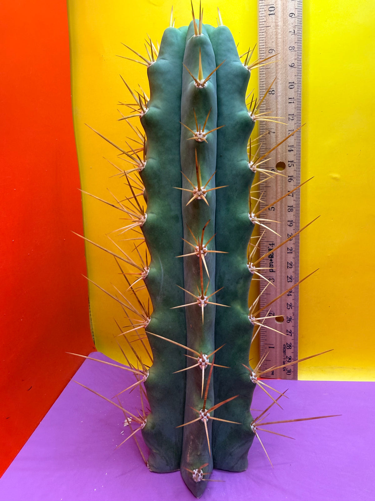 Reverted PENiSCACTUS !!! Longform tbmA