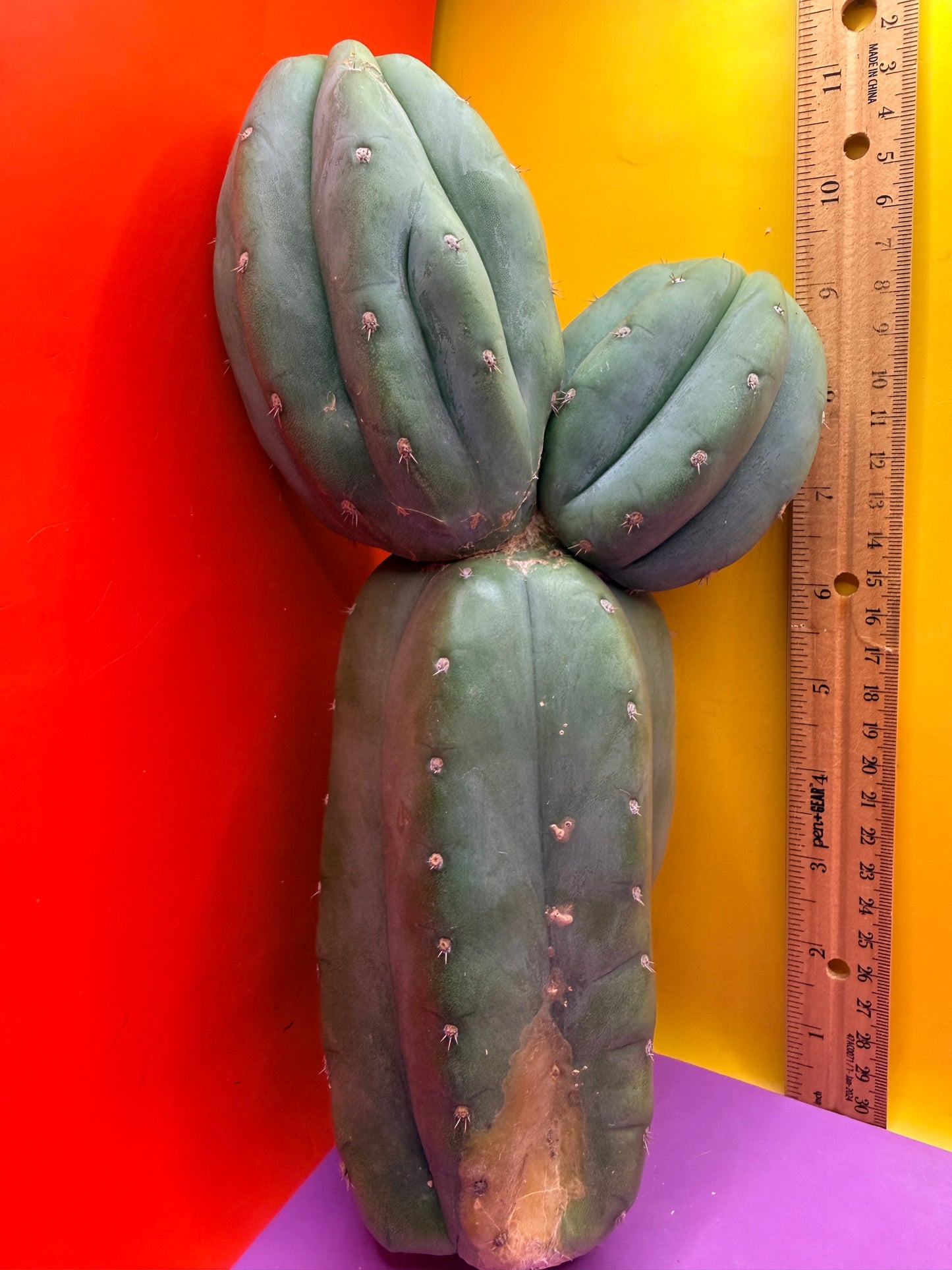 Cahuilla !