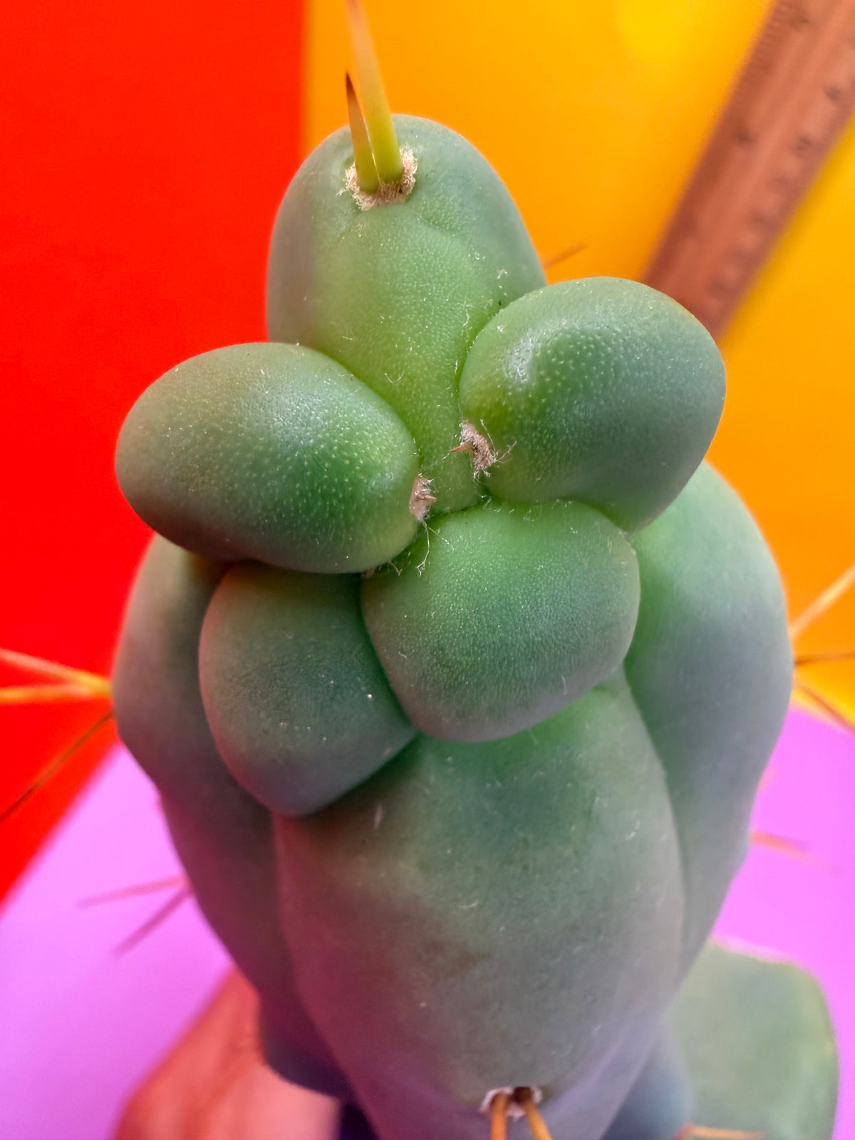 WALTS DRAGON ! 🐉 grafted cactus