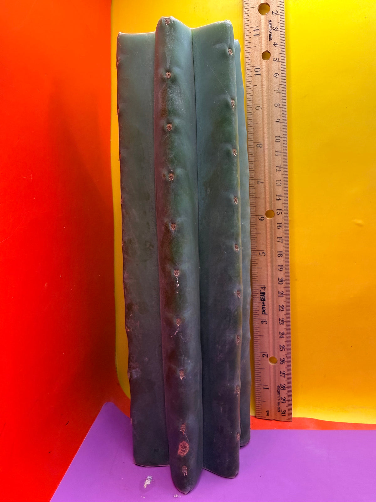Mature Cahuilla cactus Mid section cutting
