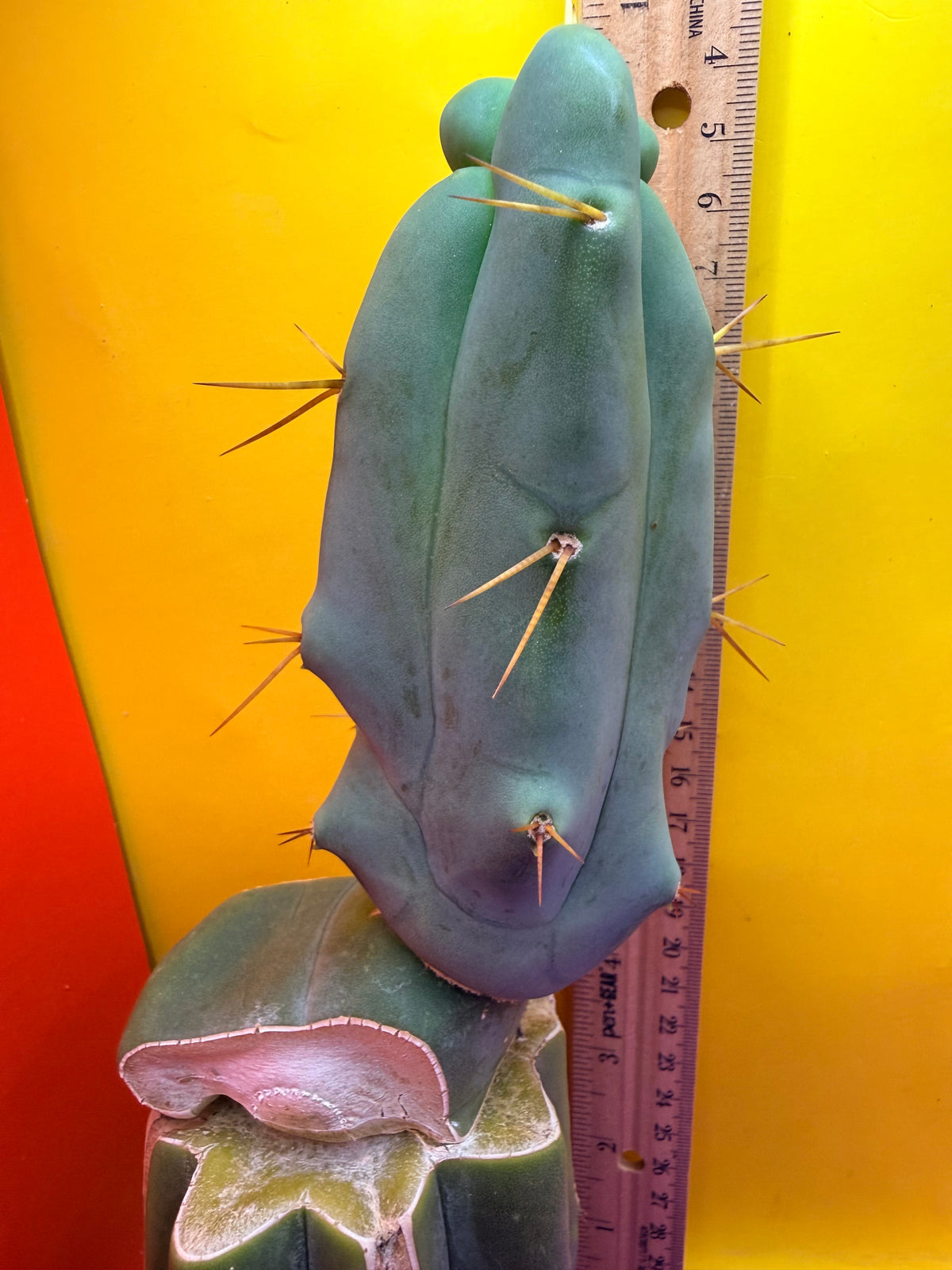 WALTS DRAGON ! 🐉 grafted cactus