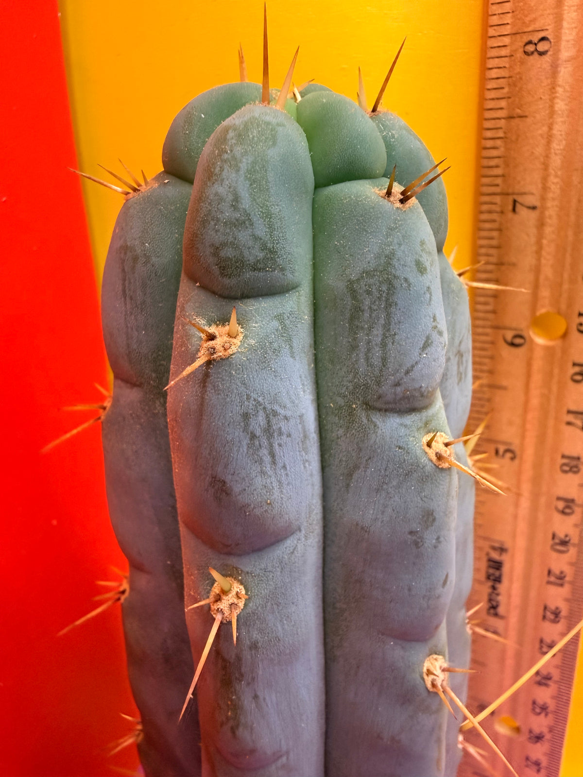 Kimura’s Spiny Giant X SS02