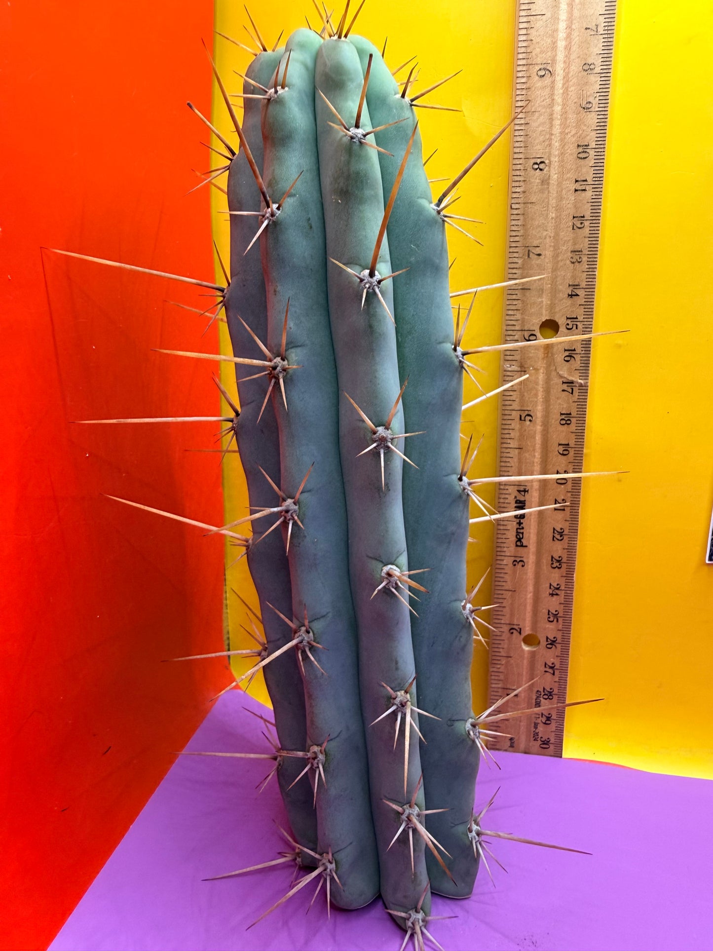 Trichocereus NOID