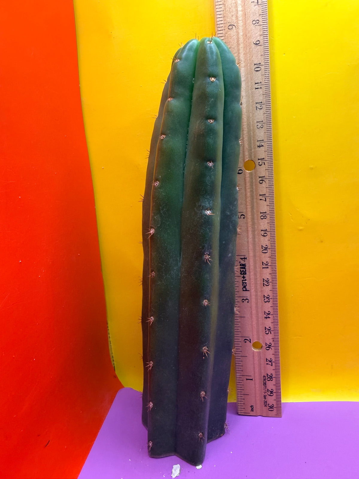 Sals Blue x Huanucoensis
