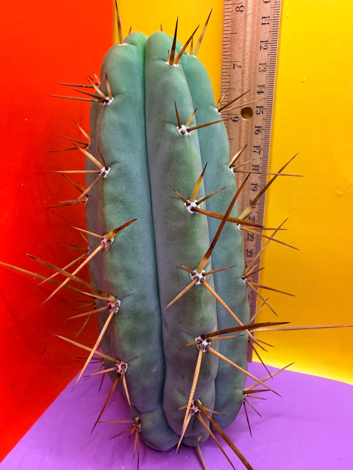 PALA  🌶️🌶️! This exact cactus cutting of trichocereus