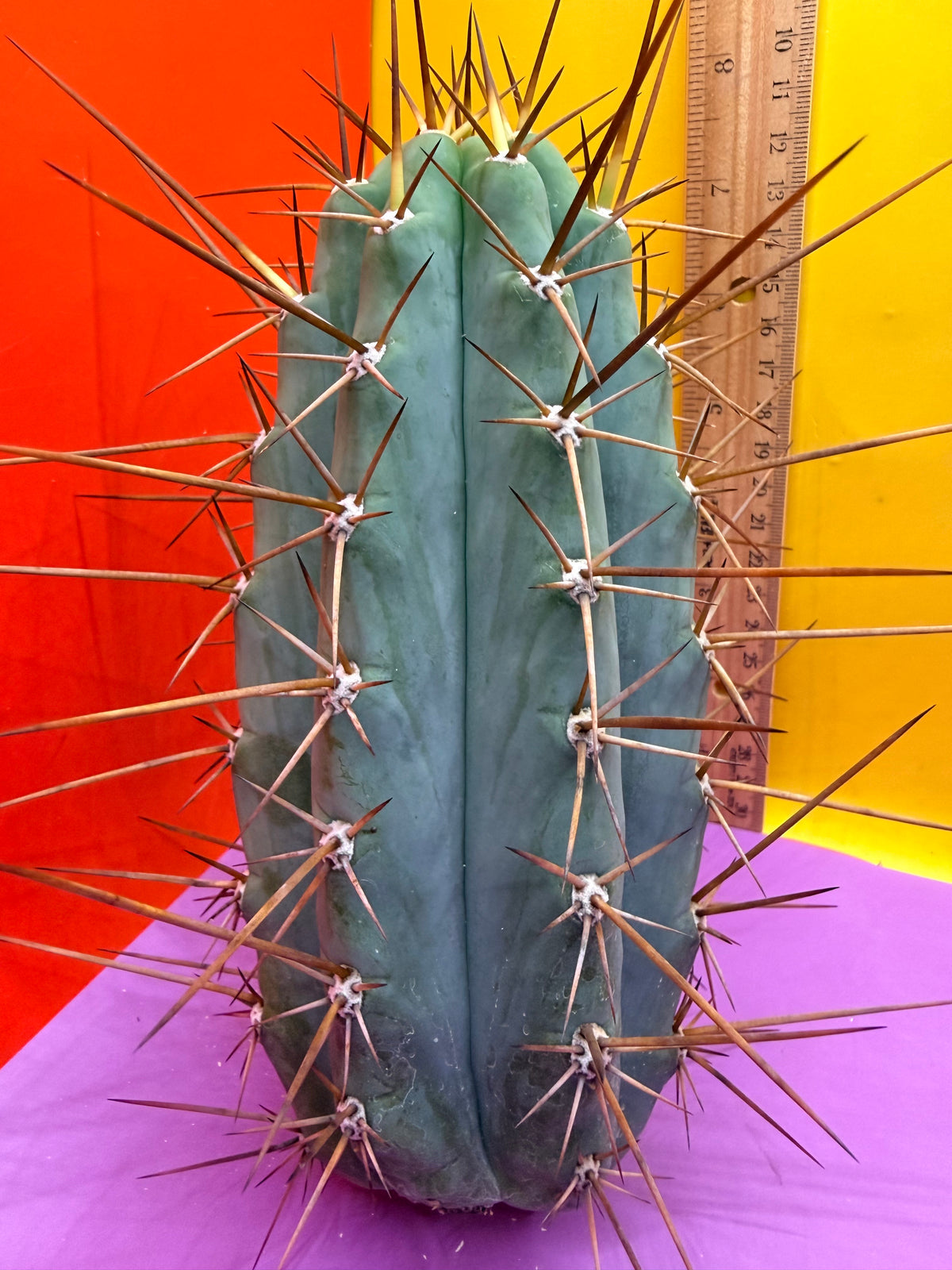 San Pedro Cactus  NOID