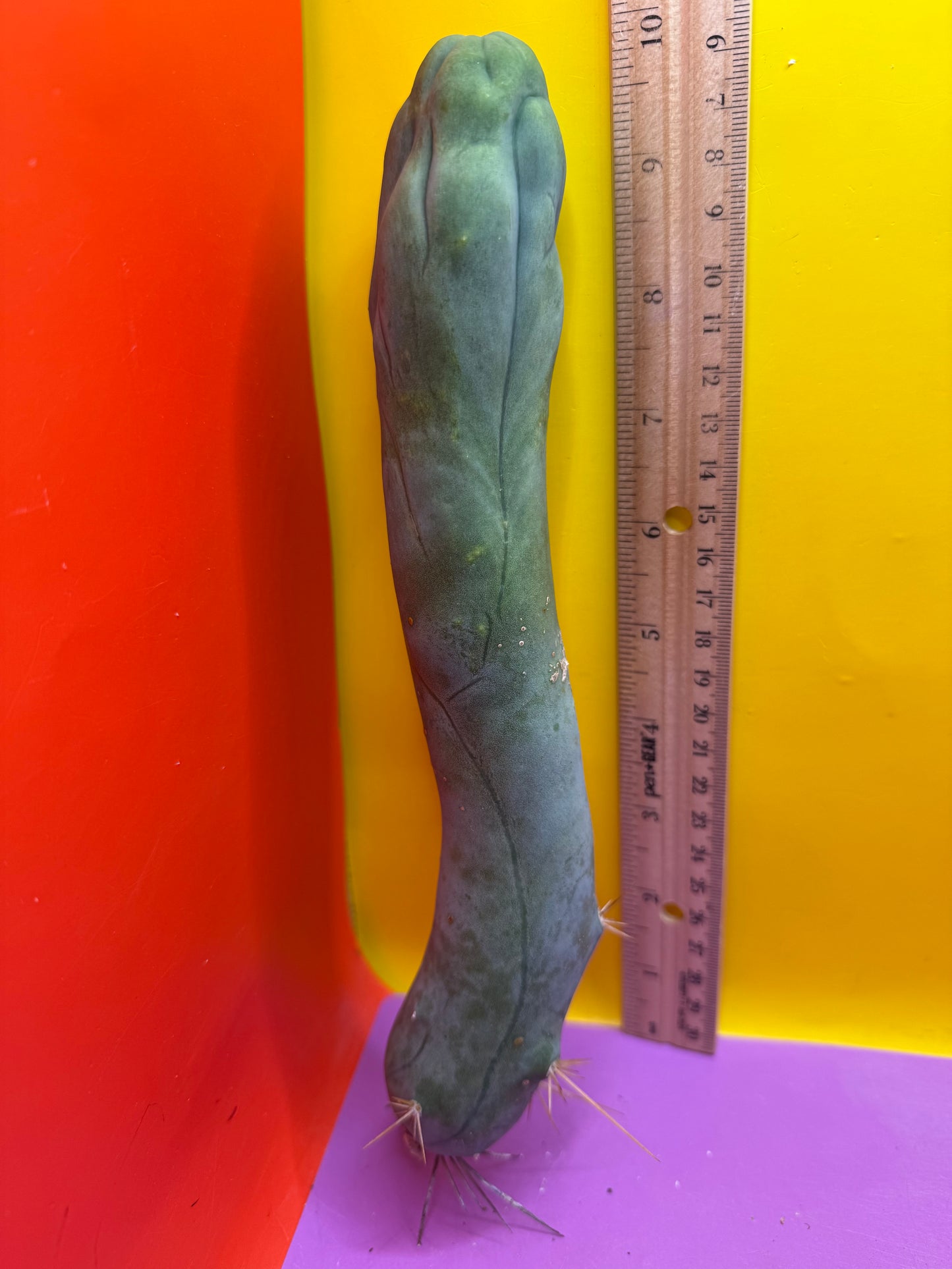 LONG FORM TBM-A cactus