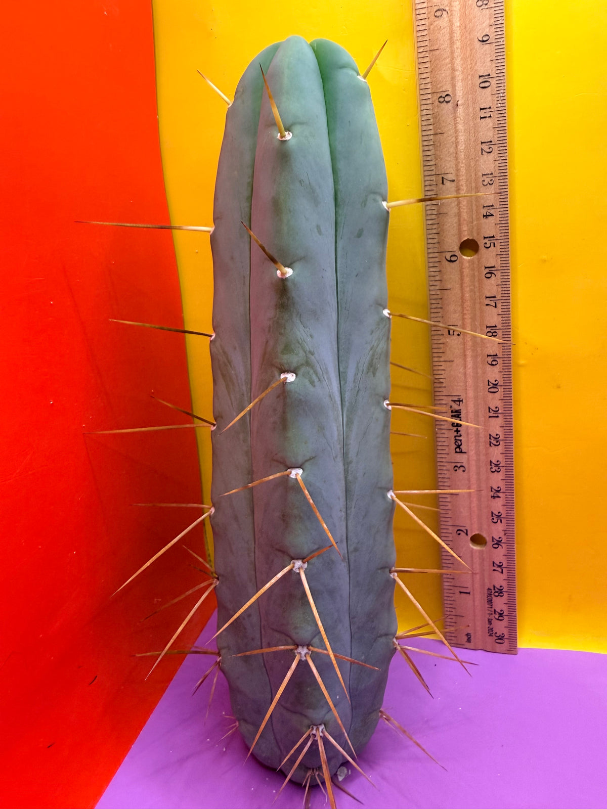 Trichocereus Bridgesii cutting of “DEL DIOS”