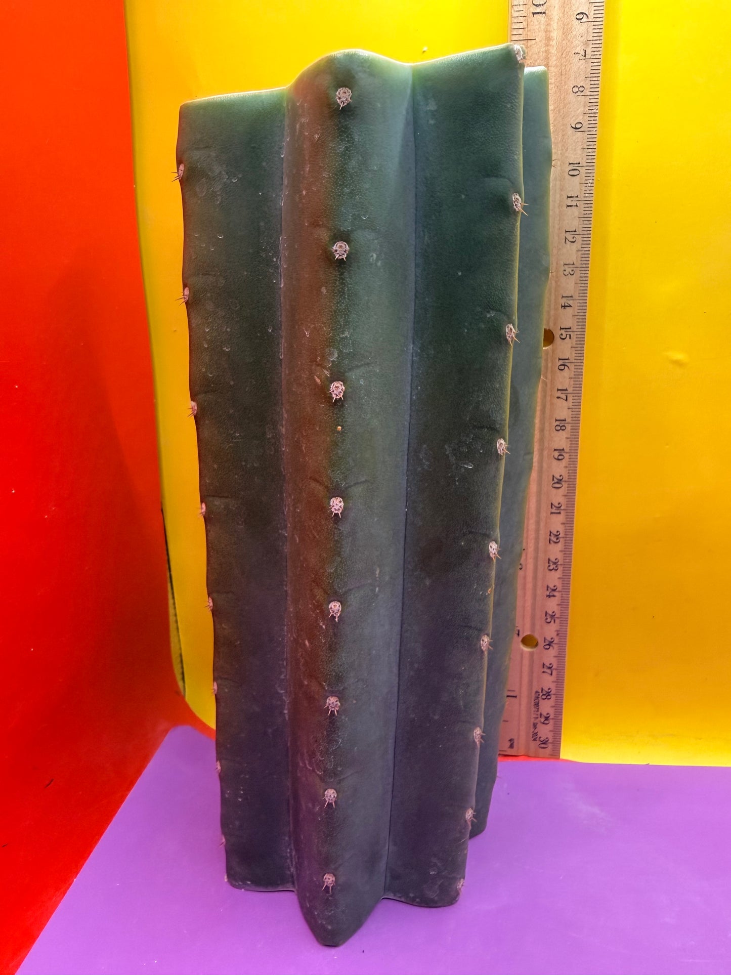 Mature Cahuilla cactus Mid section cutting