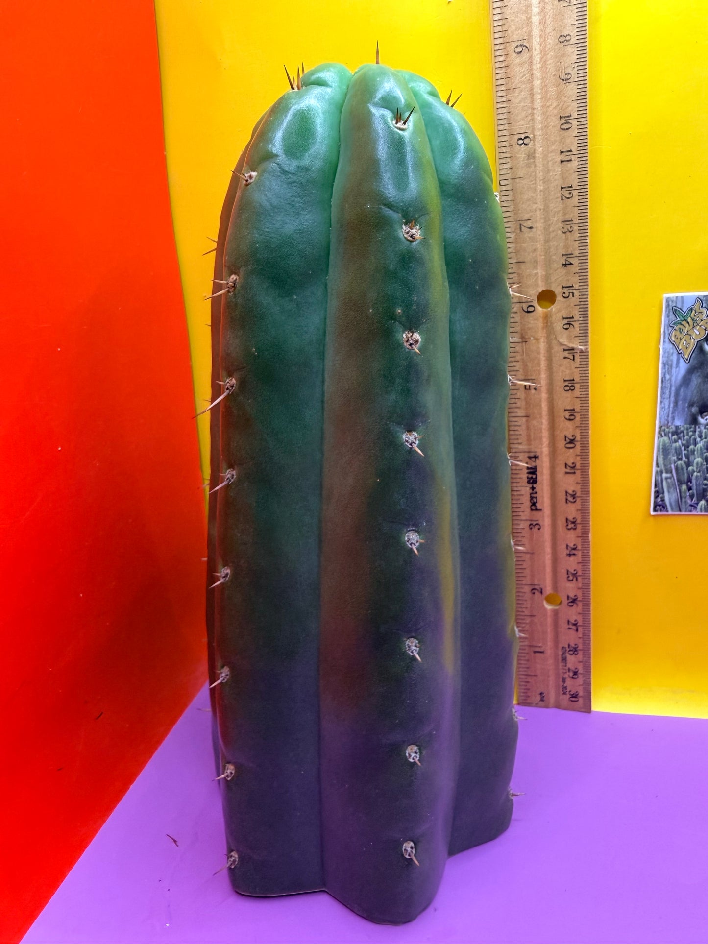 Seed Grown TPM !!