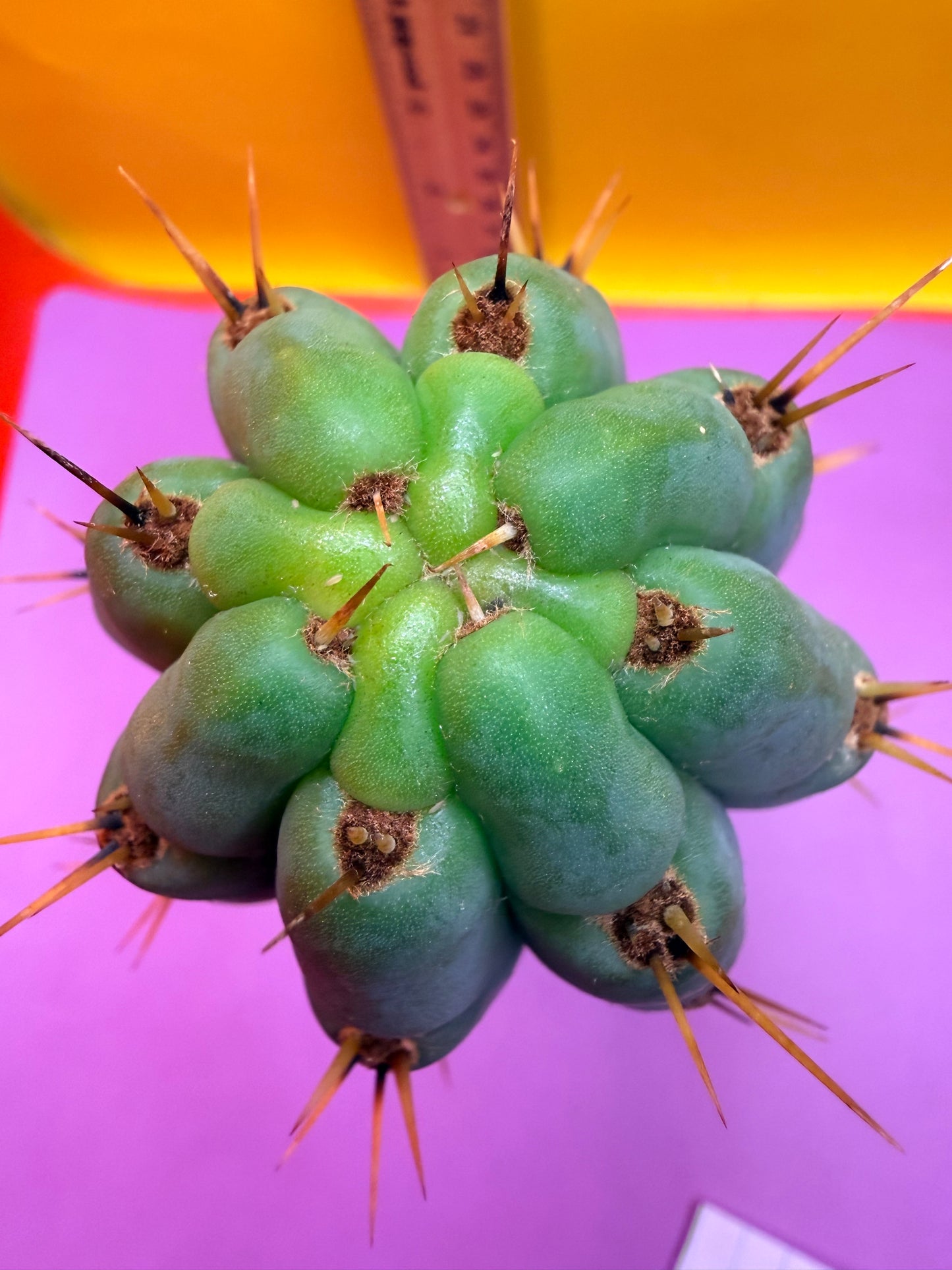 Trichocereus peruvianus