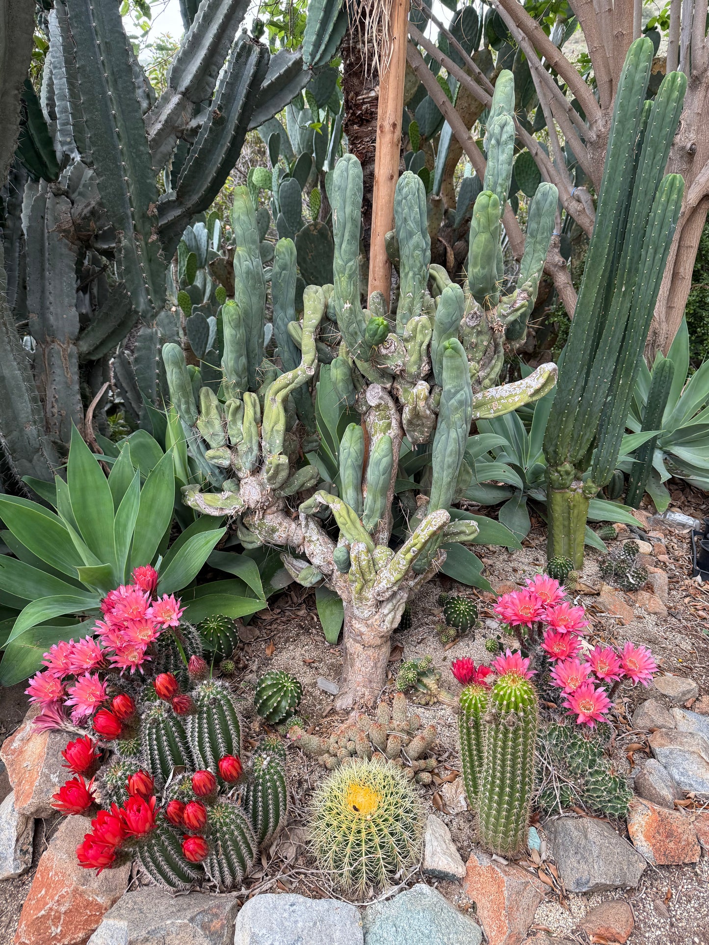 FREE - Salmon queen cactus seeds