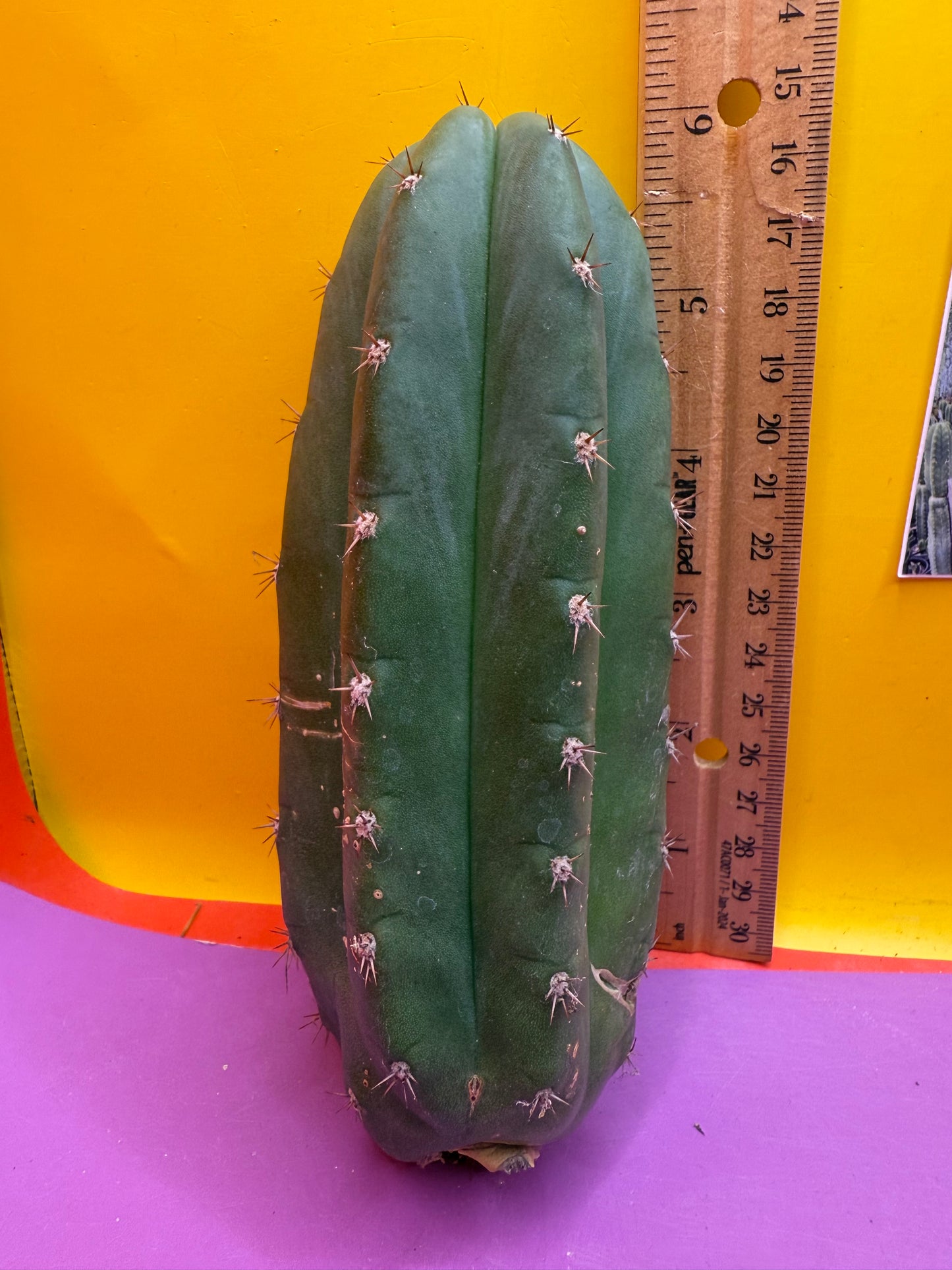 New Years SALE ! 🎆Trichocereus pallarensis x tpm