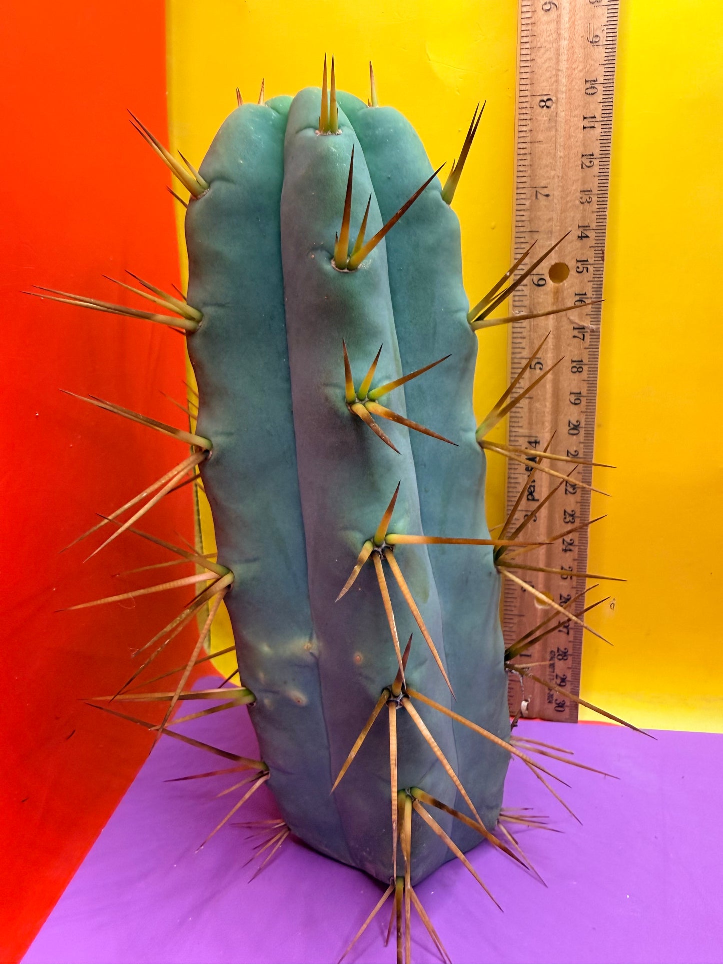 Thic Jiimz Twin Spine !